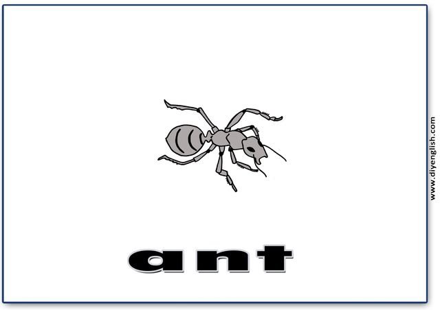 ant – English word flashcard
