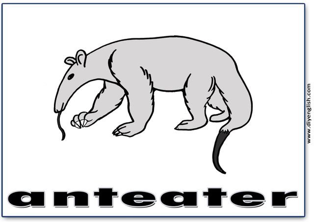 anteater – English word flashcard
