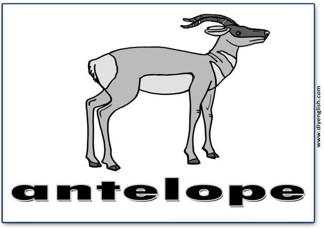 antelope – English word flashcard