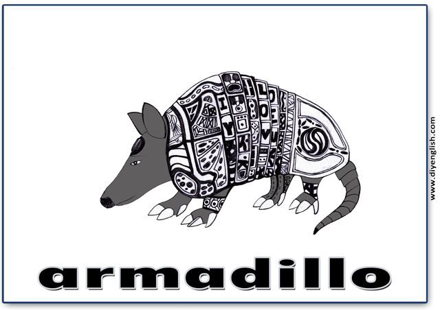 armadillo – English word flashcard