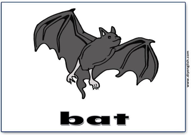 bat – English word flashcard
