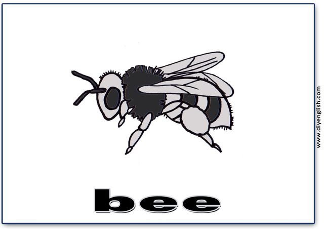 bee – English word flashcard