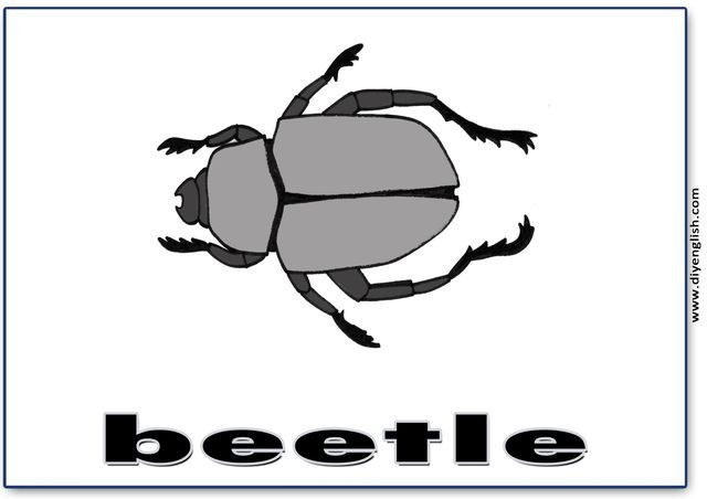 beetle – English word flashcard