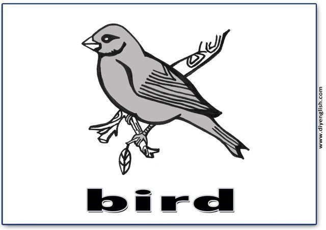 bird – English word flashcard