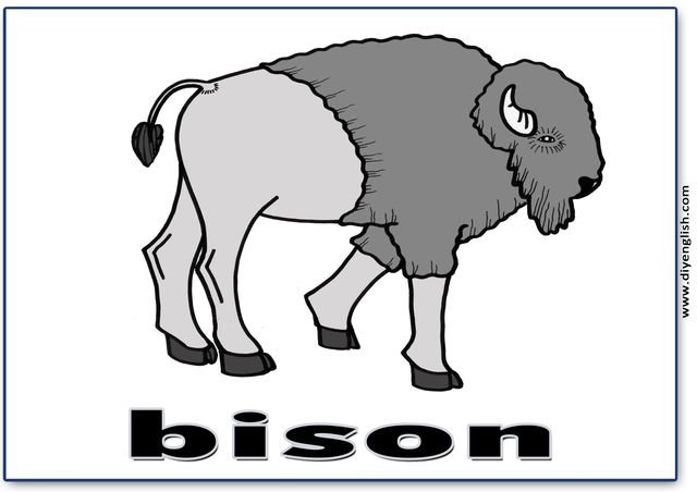 bison – English word flashcard