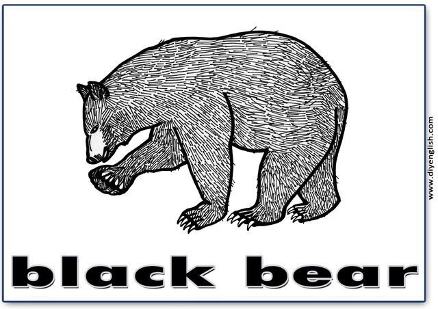 black bear – English word flashcard