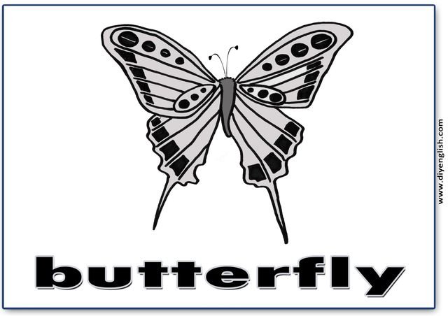 butterfly – English word flashcard