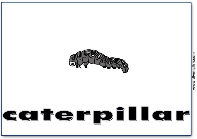 caterpillar – English word flashcard