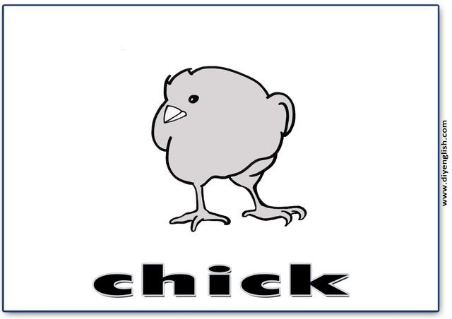 chick – English word flashcard
