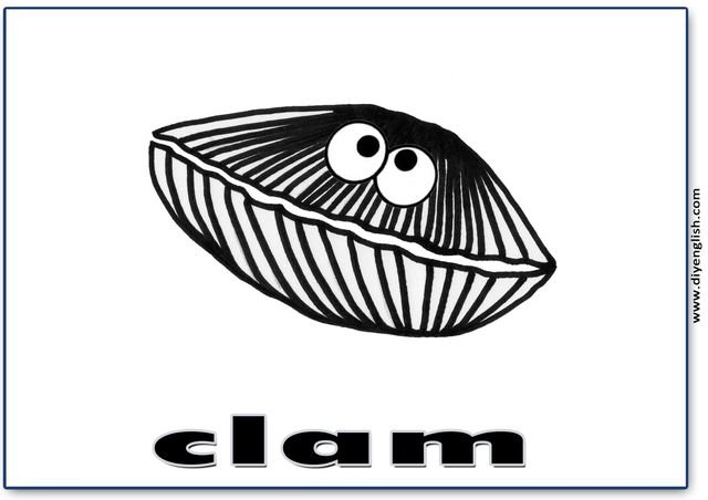 clam – English word flashcard