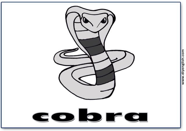 cobra – English word flashcard