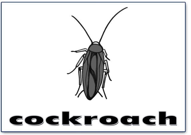cockroach – English word flashcard
