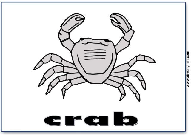 crab – English word flashcard