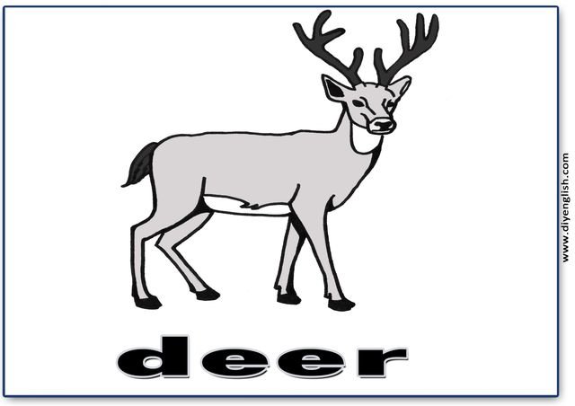 deer – English word flashcard