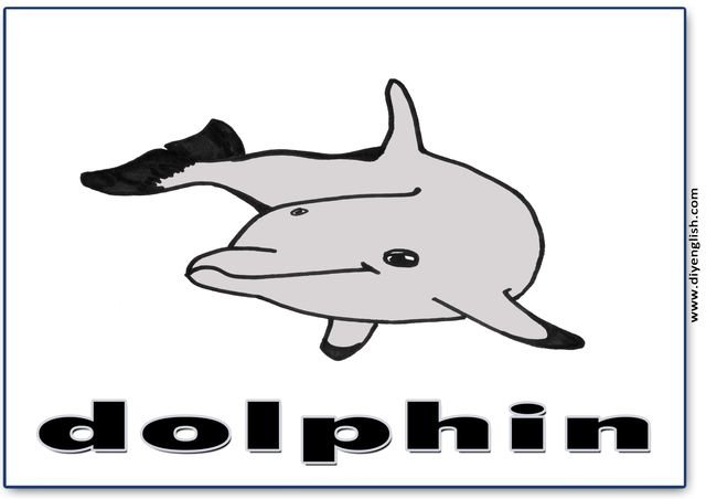 dolphin – English word flashcard