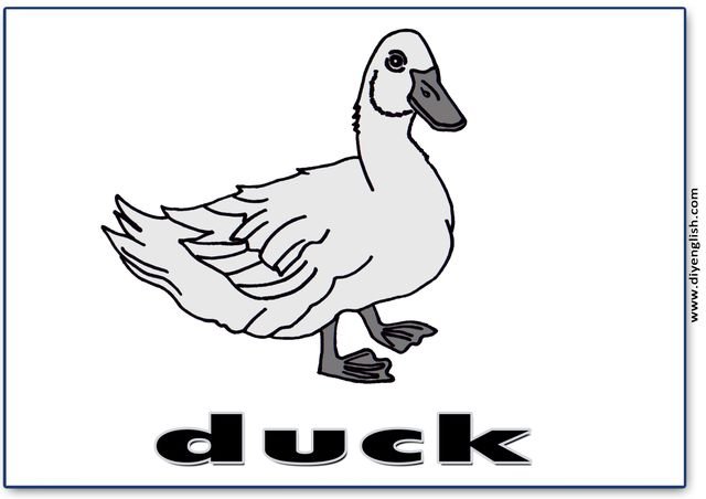 duck – English word flashcard