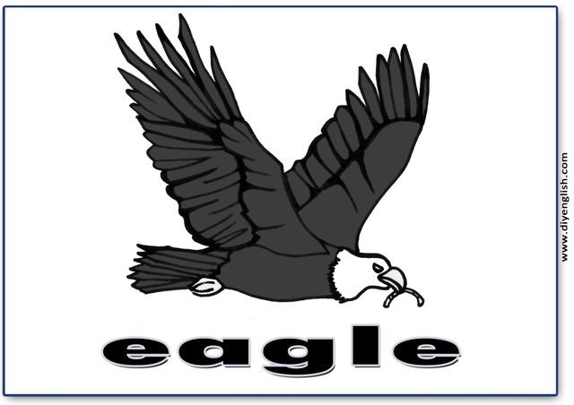 eagle – English word flashcard