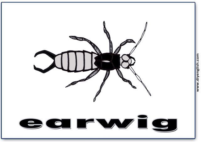 earwig – English word flashcard