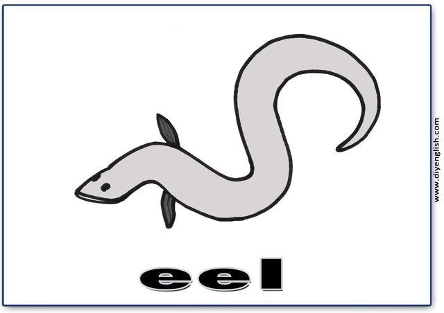 eel – English word flashcard