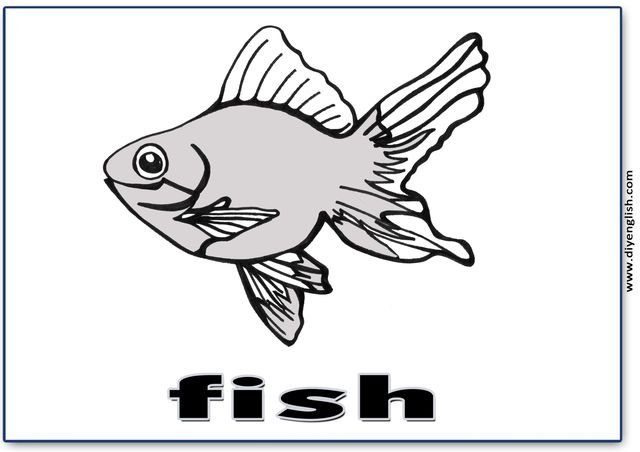 fish – English word flashcard