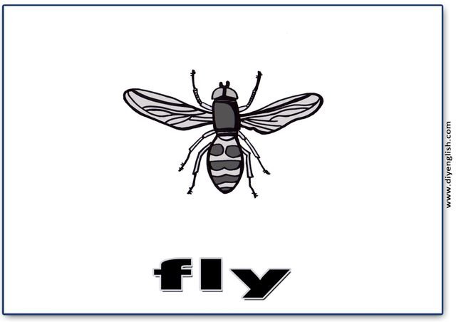 fly – English word flashcard