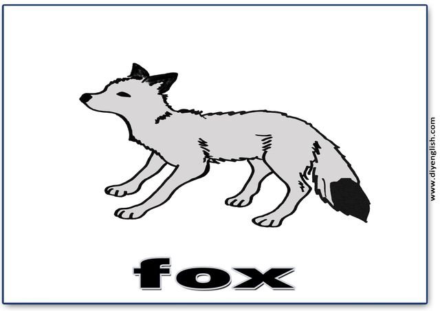 fox – English word flashcard