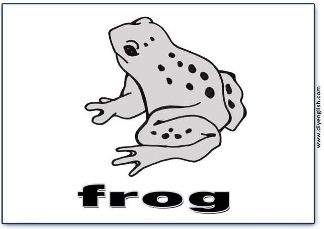 frog – English word flashcard