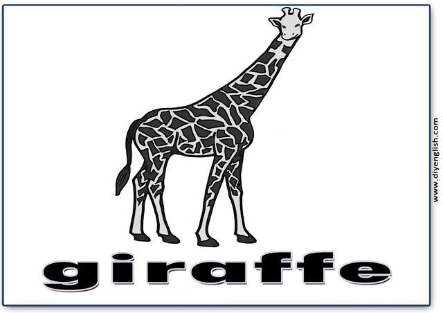 giraffe – English word flashcard