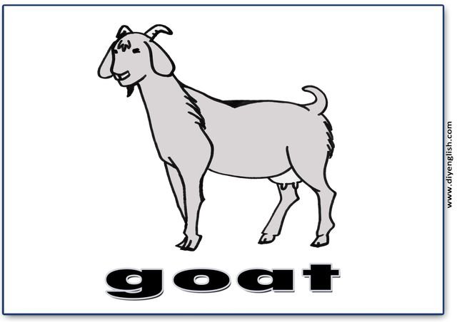 goat – English word flashcard