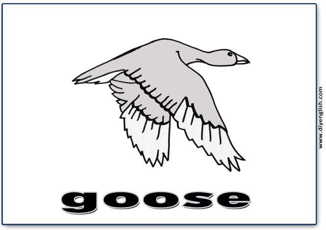 goose – English word flashcard