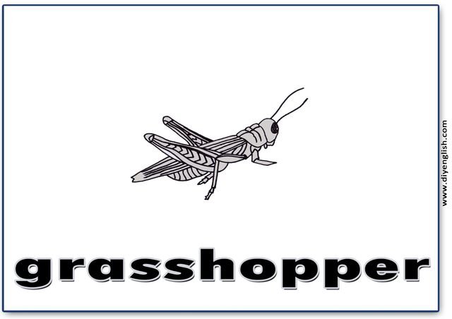 grasshopper – English word flashcard