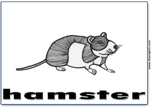 hamster – English word flashcard