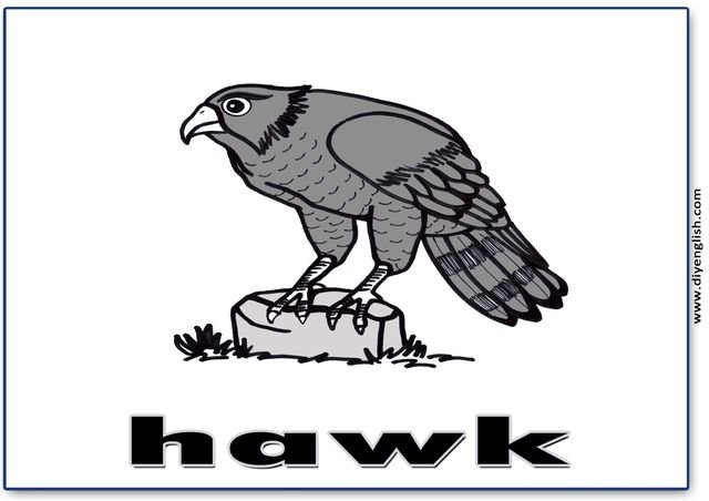 hawk – English word flashcard