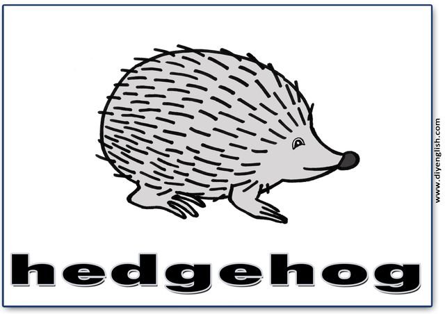hedgehog – English word flashcard