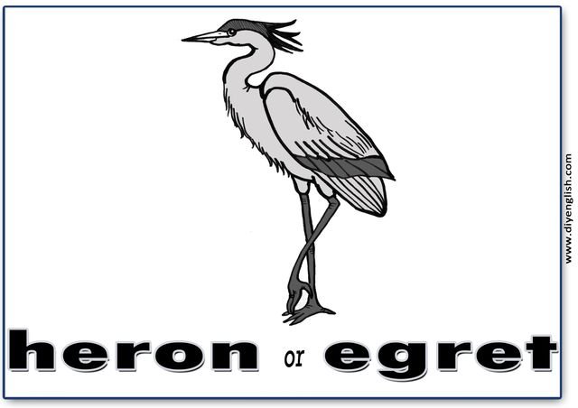 heron – English word flashcard