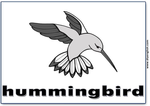 hummingbird – English word flashcard