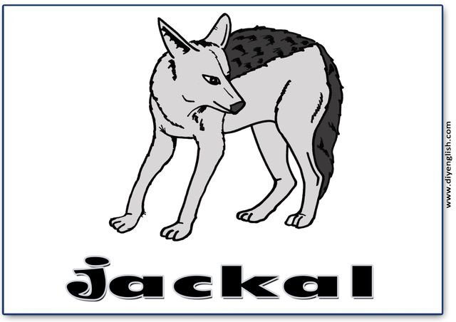 jackal – English word flashcard