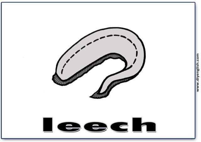 leech – English word flashcard