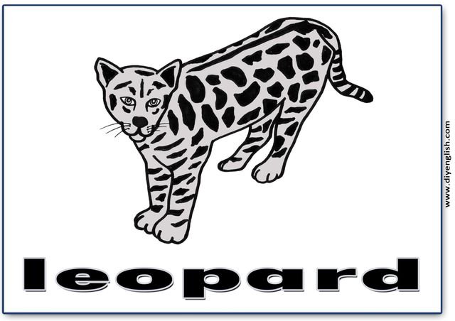 leopard – English word flashcard