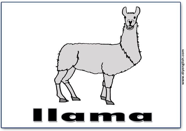 llama – English word flashcard