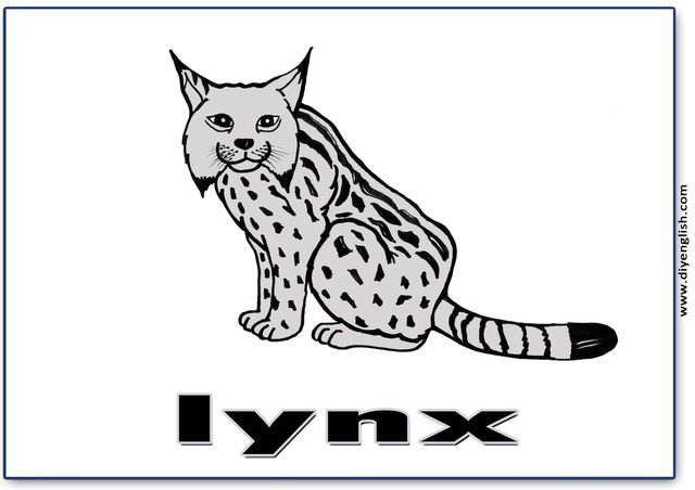 lynx – English word flashcard