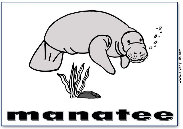 manatee – English word flashcard