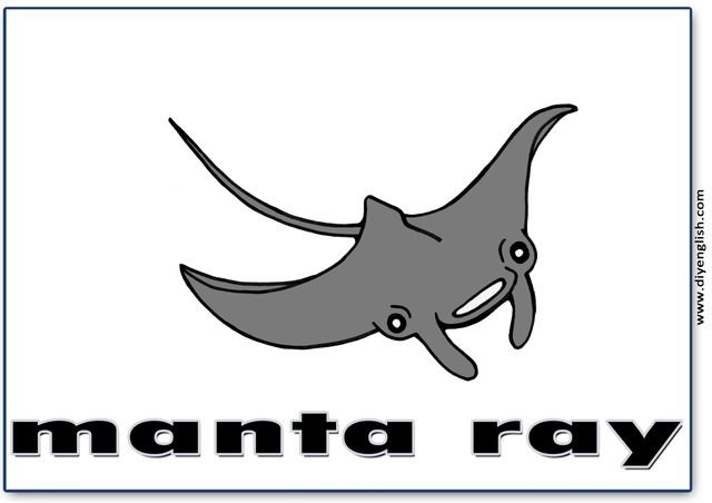 manta ray – English word flashcard