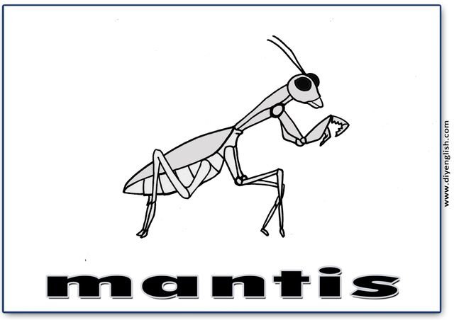 mantis – English word flashcard