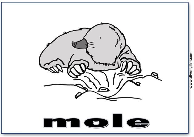 mole – English word flashcard