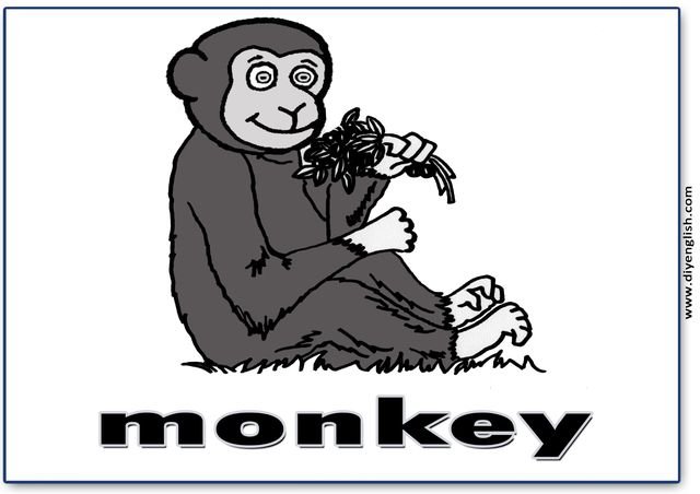 monkey – English word flashcard