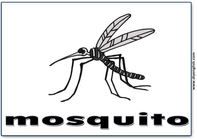 mosquito – English word flashcard