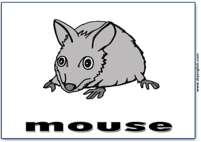 mouse – English word flashcard