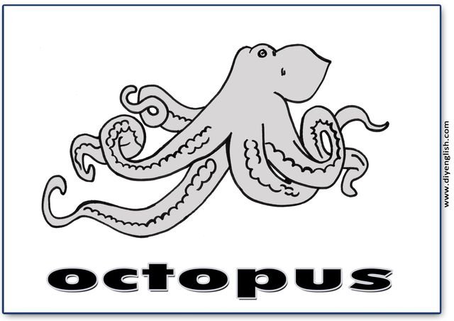 octopus – English word flashcard