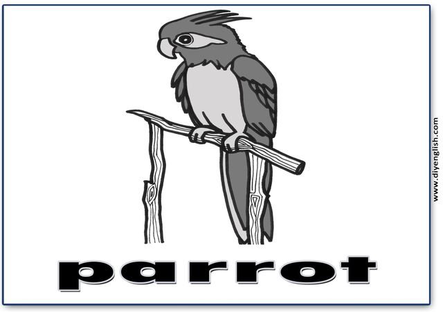 parrot – English word flashcard
